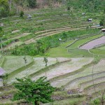 terraced rice fields in Bali
