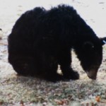 black bear in dad's yard USA