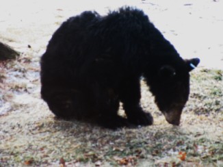 black bear in dad's yard USA