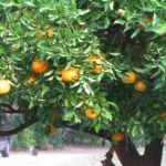 Florida orange tree