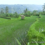 terraced rice fields, Bali
