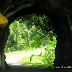 Drive through tree in Bali, Indonesia
