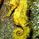 yellow sea horse