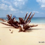 Thai beach with driftwood