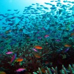 antihias on coral reef