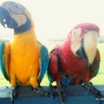 Parrots in Amazon, Brazil