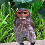Spotted Owl at Kuala Lumpur Bird Park