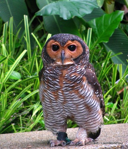 Spotted Owl at Kuala Lumpur Bird Park