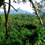 Dense rain forest covers Mount Raya- Langkawi