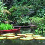 tropical pond- Penang Spice garden