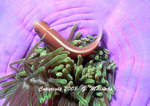 Pink anemone fish - Grahame Massicks