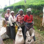 tea plantation workers- Sri Lanka