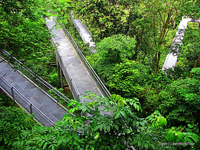 Elevated Walkways - Forest - Singapore