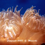 sea anemones - coral polyps - Grahame Massicks