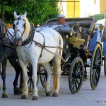 Cordoba - Horse and carriage - Spain
