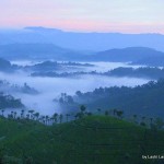 tea plantations - Sri Lanka
