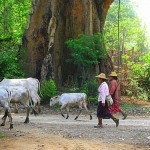 cow herders - Hsi Paw - Myanmar - People of Myanmar