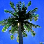 Coconut Tree