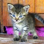 gorgeous tabby kitten