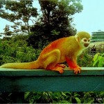 Amazon animal sightings like this monkey at Ariau Amazon Towers Hotel