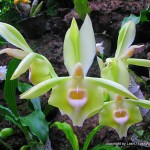 green Orchid