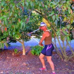 LashWorldTour pruning trees in NZ