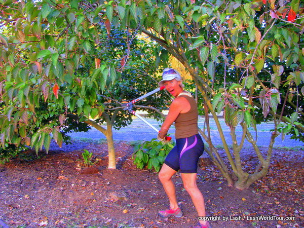 LashWorldTour pruning trees in NZ