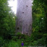 Tane Mahuta - world's largest Kauri tree