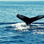 Humpback Whale flapping its tail