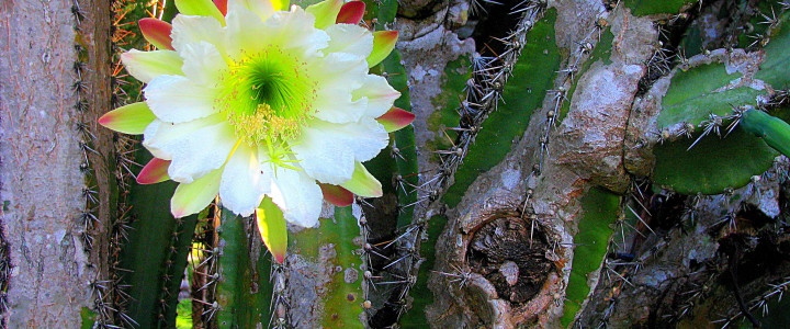 Cactus Flower