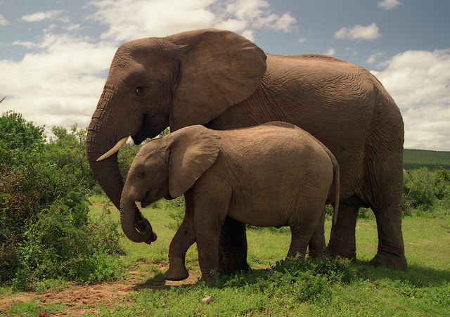 Addo Elephant National Park - photo by exfordy on Flickr CC