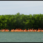 pink flamingos at Rio Lagartos - Mexico