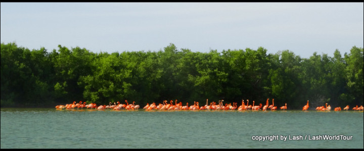 pink flamingos at Rio Lagartos - Mexico