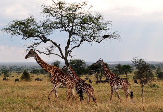 Serengeti Safari - photo by Nee Nee 614 on Flickr CC
